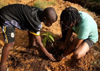 IMG 20240620 WA0002 Het vruchtenbos voor kindertehuizen is aangelegd. De ruim honderd vruchtboom plantjes zijn woensdag 19 juni de grond ingegaan. Christio Wijnhard, de initiatiefnemer van het project, zegt tegen Keynews dat er pommerak, manja, broodvruchtbomen, olijf, tamarinde, dragon fruit, pompelmoes en tamarinde is geplant.