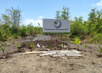 IMG 20230926 131741 1250 hectare grond in Coronie in de buurt van de grens met Nickerie moet beplant worden met kokospalm-plantjes. Dit omvat de eerste fase van het starttraject van het kokosbedrijf Pomeroon Suriname NV.