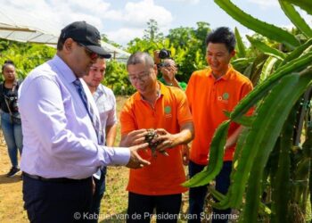 KP10094 In het district Saramacca is de eerste fase van de eerste landbouwtraining van het Suriname Agricultural Training and Cooperation Center afgesloten. Bij deze afsluiting op 2 november 2023 heeft President Chandrikapersad het landbouwproject in Saramacca betiteld als de hoeksteen in Surinames zoektocht naar economische groei.