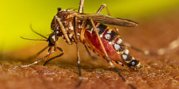 LVV7 Aedes aegypti Adult Feeding 2022 029 3 De Pan-Amerikaanse Gezondheidsorganisatie (PAHO) heeft haar inspanningen verdubbeld om Midden-Amerika te helpen bij het beheersen van een grote toename van dengue-gevallen, die in de subregio met 98% zijn gestegen in vergelijking met het voorgaande jaar. In heel Amerika was 2024 een recordjaar, met meer dan 11 miljoen gemelde gevallen en meer dan 5900 doden.