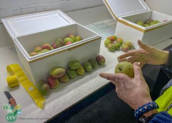 Export Surinaamse manja naar Nederland hervat