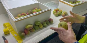 Manjas voor de export De export van manja naar Europa is vorige week hervat. In december 2019 was de export door Suriname zelf stopgezet, omdat door de inwerkingtreding van de nieuwe Plantgezondheidswet van de Europese Unie (EU) Suriname op dat moment niet aan de gestelde fytosanitaire importvereisten betreffende manja voldeed.