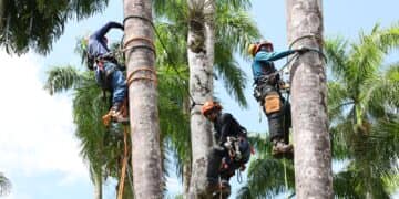 Van de 900 bomen worden 52 palmen verwijderd uit de Palmentuin