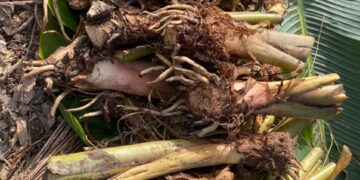 Stichting Lokeo dichter bij Landbouwpark met pomtayer aanplant