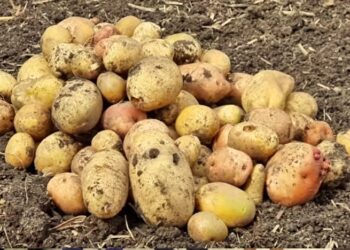 aardappel web Suriname mag een aardappelschaarste verwachten. Dit vertelde minister Rishma Kuldipsingh van Economische Zaken, Ondernemerschap en Technologische Innovatie woensdag aan verslaggevers voor de vergadering van de ministerraad.