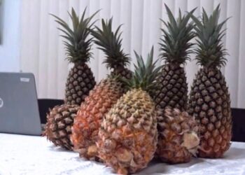 ananas web In het streven de ananassector in Suriname naar een hoger niveau te tillen, hebben de Voedsel- en Landbouworganisatie van de Verenigde Naties (FAO) en het ministerie van Landbouw, Veeteelt en Visserij (LVV) besloten ondernemers in de sector te trainen in duurzame ananasteelt. Speciaal hiervoor wordt het ‘Agrifood Systems Transformation Accelerator (ASTA) Programme; het duurzaam ananaswaardeketenontwikkelingsproject’ uitgevoerd.