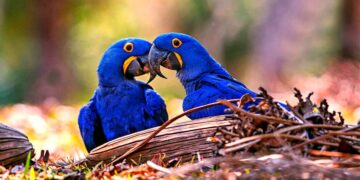 29 Blauwe beschermde raven gestolen bij LBB Zanderij