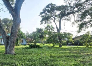 OGA wil in vijf jaar miljoen bomen planten
