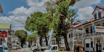 OGA streeft om landelijk 1 miljoen bomen te planten