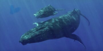 Surinaams gebied wordt ook erkend als belangrijk zeezoogdierengebeid
