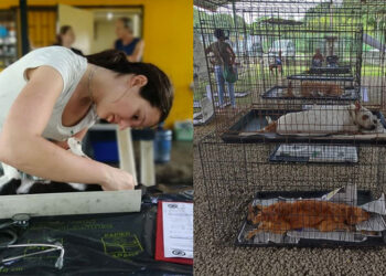 dierenasiel web Het jaarlijkse grote sterilisatieproject van de Stichting Dierenbescherming gaat van start. Honden- en katteneigenaren kunnen sinds 17 februari zich laten registreren voor het steriliseren van hun huisdieren.