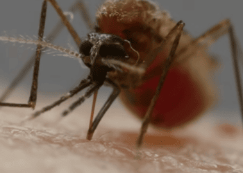 eades aegypti web 1 Behalve een stijging van dengue-gevallen is er de laatste tijd mogelijk ook sprake van een stijging van chikungunya- en zika-gevallen. “De rapportage kan voorlopig niet accuraat bijgehouden worden vanwege enkele uitdagingen”, zegt directeur Rakesh Gajadhar Sukul van Volksgezondheid.