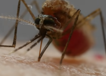 eades aegypti web Chikungunya is in de afgelopen maanden fors toegenomen in landen die nabij Suriname liggen. De gevallen van chikungunya in de regio Noord- en Zuid-Amerika hebben in de eerste maanden van 2023 meer dan 210.000 bereikt.