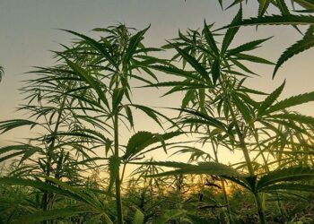hennep plant web “We kunnen niet naar hennepteelt gaan en dan wordt de rijstteelt verwaarloosd”, zei DNA-lid Ebu Jones van de NDP donderdag in De Nationale Assemblee tijdens de behandeling van de Wet Industriële Hennepteelt.