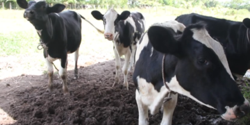 koeien 4 Het Ministerie van Landbouw, Veeteelt en Visserij (LVV) waarschuwt de samenleving voor illegale dierenartsen. "Het laten behandelen van uw dieren door personen die zich voordoen als dierenarts, zonder dat is voldaan aan de gestelde eisen, geschiedt op uw eigen risico", staat in een statement van het ministerie dat ondertekend is door directeur Anand Chotkan van Veeteelt.