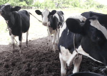 koeien 5 “Ik hoor prijzen tussen de USD 1000 en USD 5000 in de wandelgangen, maar officieel weet ik nog niets”, zegt voorzitter Edmund Blufpand van de Vereniging van Surinaamse Melkboeren (VSMB) over de melkkoeien, die het Ministerie van Landbouw, Veeteelt en Visserij van plan is te importeren vanuit Brazilië om de sector een boost te geven.