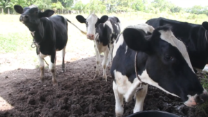 koeien 6 De aanhouding van Ryan T., directeur van SDS Agriculture and Industrial Farm N.V., volgt op een CLAD-onderzoek dat op 27 juni 2025 is verzocht door voormalig minister van Financiën Stanley Raghoebarsing. Het onderzoek richt zich op niet-geleverde veeleveringen, dubieuze contracten en mogelijke fraude bij LVV.