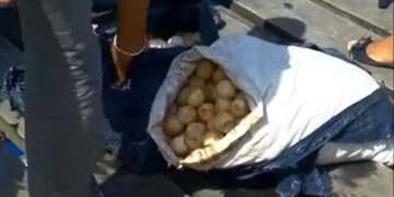 krape eieren web 2 De politie van de controlepost te Stolkertsijver heeft op dinsdag 5 maart 2024 en maandag 11 maart 2024 een aantal zakken met krapé eieren in twee voertuigen aangetroffen en in beslag genomen.