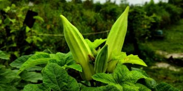 landbouw groente oker 1 Minister Parmanand Sewdien van Landbouw, Veeteelt en Visserij (LVV) blijft geloven in de ambitie van Suriname om de voedselschuur van de Caricom te worden. Tijdens de begrotingsbehandeling in het parlement heeft hij aangegeven dat Suriname alle mogelijkheden heeft om deze rol te vervullen.