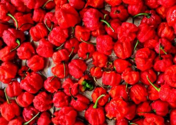 landbouw peper 2 1 1 “Peper zal weer SRD 9000 voor een krat worden als deze droogte blijft aanhouden”, dat voorspelt Junior landbouwvoorlichter Oesha Dhawtal van het Ministerie van Landbouw, Veeteelt en Visserij.