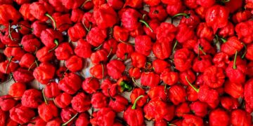 landbouw peper 2 1 1 “Peper zal weer SRD 9000 voor een krat worden als deze droogte blijft aanhouden”, dat voorspelt Junior landbouwvoorlichter Oesha Dhawtal van het Ministerie van Landbouw, Veeteelt en Visserij.