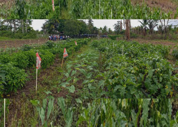 lvvp plantjes Met het oog op het stimuleren van planten bij de samenleving en de verschillende huishoudens, heeft het ministerie van Landbouw, Veeteelt en Visserij (LVV) te Wanica ongeveer 16000 plantjes aangemaakt voor het Prani You Djari project van de regering.