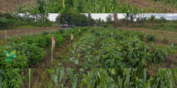 LVV Wanica maakt 16000 plantjes aan voor Prani Yu Djari project