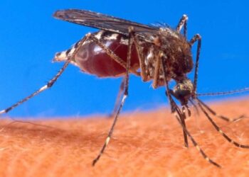 malariamug 1024x811 e1493105478408 1 Dengue is een infectieziekte die wordt veroorzaakt door het denguevirus. Dit virus wordt overgedragen op de mens door een besmette muskiet, die vooral overdag actief is.