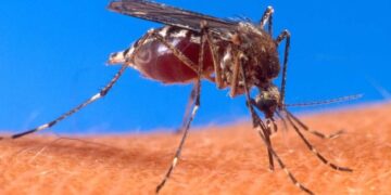 Minister Volksgezondheid: “Dengue-situatie nu beheersbaar”