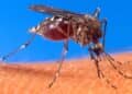 malariamug 1024x811 e1493105478408 7 De Pan-Amerikaanse Gezondheidsorganisatie (PAHO) meldt in een nieuwe epidemiologische update dat Oropouchekoorts sinds eind 2023 sterk is toegenomen in de Amerika’s....