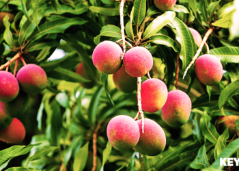 manjaboom web Suriname staat op het punt om weer te starten met de export van manja’s (mango’s) naar Europa. De export van deze vrucht is zelf door het ministerie van Landbouw, Veeteelt en Visserij stopgezet in 2019.