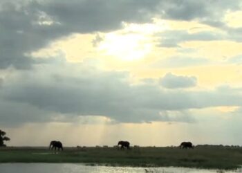olifanten botsawana De president van Botswana overweegt 20.000 olifanten naar Duitsland te sturen als reactie op het voorgesteld verbod op de import van olifant-trofeeën door de Duitse minister van Milieu, Steffi Lemke. President Mokgweetsi Masisi vindt dat Duitsland zich te veel bemoeit met de olifantenjacht in zijn land.