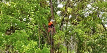 palmentuin boomklimme rweb De rehabilitatie en verfraaiing van de Palmentuin is tijdelijk stopgezet. Dit deelde onderdirecteur Clifton Braam van Cultuur vrijdag mee op een persconferentie van het Ministerie van Onderwijs, Wetenschap en Cultuur.