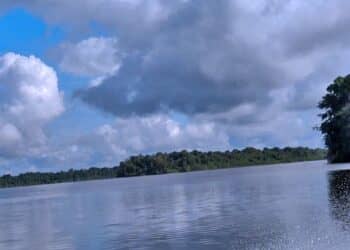 papegaai eiland web 1 Het lijk van de 67-jarige (HL), is op woensdag 15 november 2023 langs de Suriname rivier ter hoogte van het dorp Phedra aangespoeld.