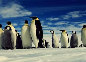penguins antartica1 web 1 Voor het eerst is er vogelgriep vastgesteld op Antarctica, zo melden wetenschappers. Het virus werd ontdekt bij dode grote jagers, een zeevogelsoort, in de buurt van een Argentijns onderzoeksstation. Deze verontrustende ontwikkeling werpt een schaduw over de afgelegen Zuidpool, waar pinguïnkolonies dicht op elkaar leven.
