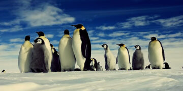 Vogelgriep bereikt Antarctica; vrees voor grote sterfte onder pinguïns