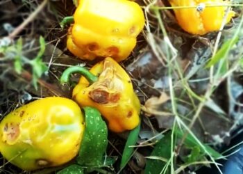 peper besmet De meeste peperverbouwers zitten met de handen in het haar, want hun aanplant heeft te maken met de schimmelziekte Anthracnose.