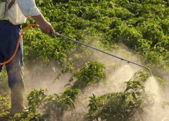 pesticide LVV 1 Het is gebleken dat het gebruik van pesticiden heel wat ziekteverschijnselen veroorzaakt bij bewoners van Nickerie. “Ziekteverschijnselen, zoals kanker”, zei minister Marciano Dasai van de Ruimtelijke Ordening en Milieu (ROM) donderdag in het parlement.