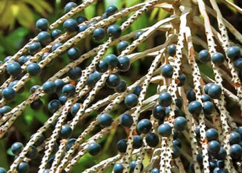 podosiri bessen web 1 Acai, beter bekend als podosiri, heeft enorm veel marktpotentie. In de afgelopen jaren is de vraag naar podosiriproducten wereldwijd toegenomen vanwege een groter bewustzijn van de gezondheidsvoordelen ervan.