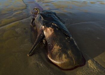 Stinkende ontdekking: dode walvis spoelt aan bij Weg naar Zee