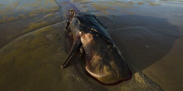 porvis 001 Enkele dagen geleden is een dode walvis aan de kust bij Weg naar Zee aangespoeld. Enkele buren van de weg zeggen al 3 tot 4 dagen af en toe last te hebben van stank.