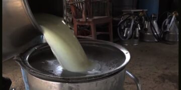 rauwe melk 1 2 Er is reeds een startsein gegeven voor het opzetten van een trainingscentrum voor de melkveehouderij en model melkveebedrijf door minister Parmanand Sewdien van Landbouw, Veeteelt en Visserij (LVV) gegeven te Oryza in het district Saramacca.