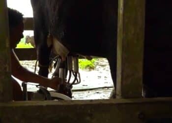 rauwe melk 3 Melkveehouders moeten per maandag 17 juli hun kudde registreren bij het directoraat Veeteelt van het ministerie van Landbouw, Veeteelt en Visserij (LVV). Met de registratie probeert LVV de gezondheidsstatus van hun kudde en management in kaart te brengen.