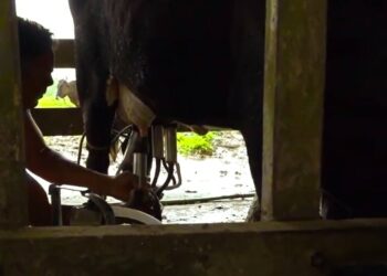 rauwe melk “Het tarief van SRD 17.50 is helemaal niet rendabel en de prijs moet omhoog”, zegt voorzitter Edmund Blufpand van de Vereniging van Surinaamse Melkboeren (VSMB). De prijs van rauwe melk werd in december door het ministerie van Landbouw, Veeteelt en Visserij van SRD 14 naar SRD 17.50 gebracht zonder in overleg te gaan met de vereniging.