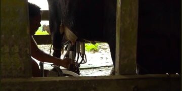 Registratie melkveehouders moet productie stimuleren bij sector