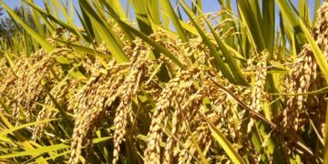 rijst 4 1 “De minister beweerde enkele weken terug dat bijna 50 procent van de rijstvelden bevloeid waren en nu moet het meer zijn, maar de rijstvelden zeggen iets anders en de rijstboeren zeggen iets anders”, zei DNA-lid Niesha Jhakry donderdag in het parlement.