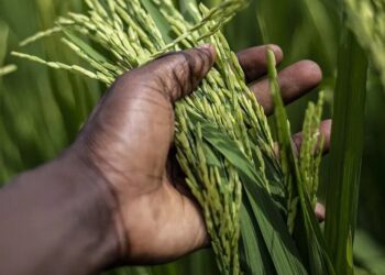 rijst 5 Minister Prahlad Sewdien van Landbouw, Veeteelt en Visserij (LVV) is ontstemd over de uitspraken van voorzitter Harinandan Oemraw van de Surinaamse Padieboeren Associatie (SPBA).