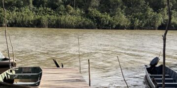 sarca rivier De 74-jarige T.M. is in de avond van zaterdag 26 oktober 2024 ter hoogte van de aanmeersteiger van het visbedrijf Cevihas vermoedelijk in de Suriname rivier verdronken.