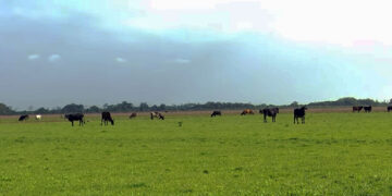 stalweide 1 web 3 “Radjie moet zijn beheersdaden stoppen op Stalweide Blok 3”, zegt voorzitter Inder Jaglal van de Veehouders Vereniging Nickerie, die nauw betrokken is bij deze kwestie.