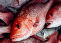 vis red sanpper 1 Suriname mag weer vis exporteren naar de Verenigde Staten na een positieve beoordeling van de visserijpraktijken. Dit opent nieuwe kansen voor de Surinaamse vissector. Lees verder voor alle details.